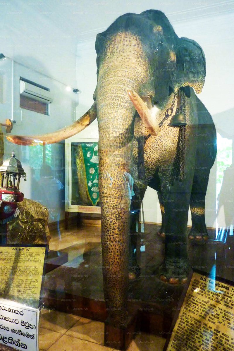 Tusker Museum